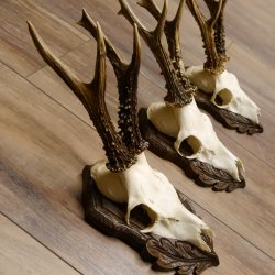 Cuernos de corzo, 3 piezas, corzos machos, cuernos de corzo tallados, placas de trofeo 22.1320