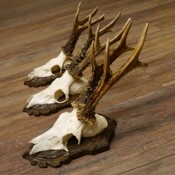 Cuernos de corzo, 3 piezas, corzos machos, cuernos de corzo tallados, placas de trofeo 22.1320