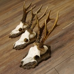 Cuernos de corzo, 3 piezas, corzos machos, cuernos de corzo tallados, placas de trofeo 22.1320