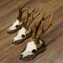 Cuernos de corzo, 3 piezas, corzos machos, cuernos de corzo tallados, placas de trofeo 22.1320