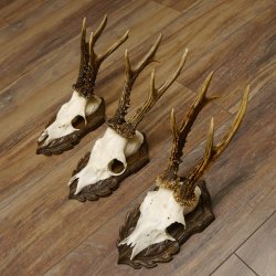 Cuernos de corzo, 3 piezas, corzos machos, cuernos de corzo tallados, placas de trofeo 22.1320