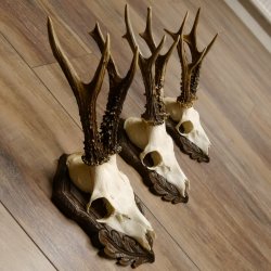 Cuernos de corzo, 3 piezas, corzos machos, cuernos de corzo tallados, placas de trofeo 22.1320
