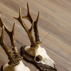 Cuernos de corzo, 3 piezas, corzos machos, cuernos de corzo tallados, placas de trofeo 22.1320
