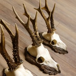 Cuernos de corzo, 3 piezas, corzos machos, cuernos de corzo tallados, placas de trofeo 22.1320