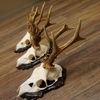 Deer antlers, 3 pieces, roe deer bucks, deer buck antlers, carved trophy signs 22.1320
