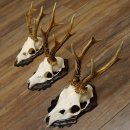 Bois de chevreuil, 3 pièces, chevreuils...