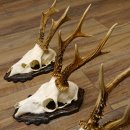 Deer antlers, 3 pieces, roe deer bucks, deer buck antlers, carved trophy signs 22.1320