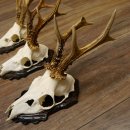Deer antlers, 3 pieces, roe deer bucks, deer buck antlers, carved trophy signs 22.1320