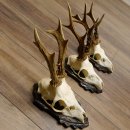 Deer antlers, 3 pieces, roe deer bucks, deer buck antlers, carved trophy signs 22.1320