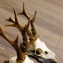 Deer antlers, 3 pieces, roe deer bucks, deer buck antlers, carved trophy signs 22.1320