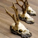 Deer antlers, 3 pieces, roe deer bucks, deer buck antlers, carved trophy signs 22.1320