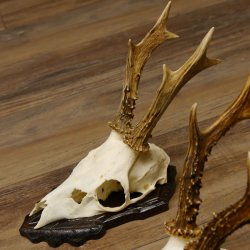 Deer antlers, 3 pieces, roe deer bucks, deer buck antlers, carved trophy signs 22.1320