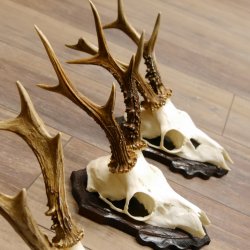 Deer antlers, 3 pieces, roe deer bucks, deer buck antlers, carved trophy signs 22.1320