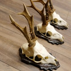 Deer antlers, 3 pieces, roe deer bucks, deer buck antlers, carved trophy signs 22.1320