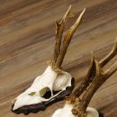 Bois de chevreuil, 3 pièces, chevreuils...