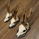 Bois de chevreuil, 3 pièces, chevreuils mâles, bois de chevreuil, trophées sculptés, 22.1320