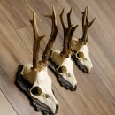 Bois de chevreuil, 3 pièces, chevreuils mâles, bois de chevreuil, trophées sculptés, 22.1320
