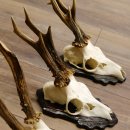 Bois de chevreuil, 3 pièces, chevreuils mâles, bois de chevreuil, trophées sculptés, 22.1320