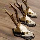 Bois de chevreuil, 3 pièces, chevreuils mâles, bois de chevreuil, trophées sculptés, 22.1320