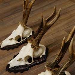 Bois de chevreuil, 3 pièces, chevreuils mâles, bois de chevreuil, trophées sculptés, 22.1320