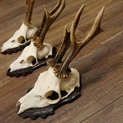 Bois de chevreuil, 3 pièces, chevreuils mâles, bois de chevreuil, trophées sculptés, 22.1320