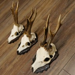 Bois de chevreuil, 3 pièces, chevreuils mâles, bois de chevreuil, trophées sculptés, 22.1320