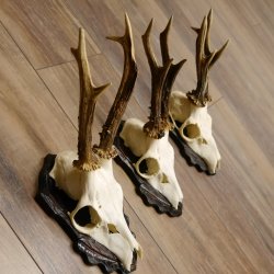 Bois de chevreuil, 3 pièces, chevreuils mâles, bois de chevreuil, trophées sculptés, 22.1320