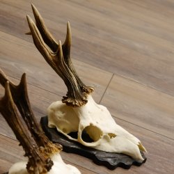 Bois de chevreuil, 3 pièces, chevreuils mâles, bois de chevreuil, trophées sculptés, 22.1320