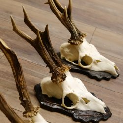 Bois de chevreuil, 3 pièces, chevreuils mâles, bois de chevreuil, trophées sculptés, 22.1320