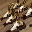 Deer antlers, 3 pieces, roe deer bucks, deer buck antlers, carved trophy signs 22.1320