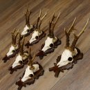 Deer antlers, 3 pieces, roe deer bucks, deer buck antlers, carved trophy signs 22.1320