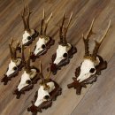 Deer antlers, 3 pieces, roe deer bucks, deer buck antlers, carved trophy signs 22.1320