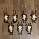 Deer antlers, 3 pieces, roe deer bucks, deer buck antlers, carved trophy signs 22.1320
