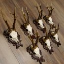 Deer antlers, 3 pieces, roe deer bucks, deer buck antlers, carved trophy signs 22.1320