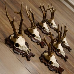 Deer antlers, 3 pieces, roe deer bucks, deer buck antlers, carved trophy signs 22.1320