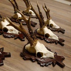 Deer antlers, 3 pieces, roe deer bucks, deer buck antlers, carved trophy signs 22.1320