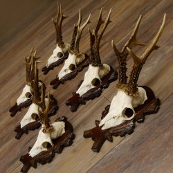 Deer antlers, 3 pieces, roe deer bucks, deer buck antlers, carved trophy signs 22.1320