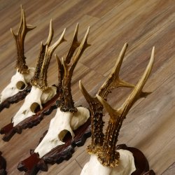 Deer antlers, 3 pieces, roe deer bucks, deer buck antlers, carved trophy signs 22.1320