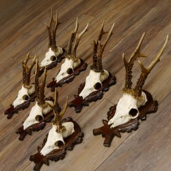 Deer antlers, 3 pieces, roe deer bucks, deer buck antlers, carved trophy signs 22.1320