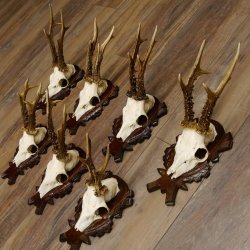 Deer antlers, 3 pieces, roe deer bucks, deer buck antlers, carved trophy signs 22.1320