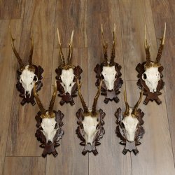 Deer antlers, 3 pieces, roe deer bucks, deer buck antlers, carved trophy signs 22.1320