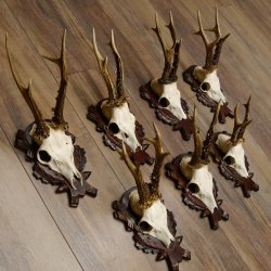 Deer antlers, 3 pieces, roe deer bucks, deer buck antlers, carved trophy signs 22.1320