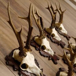 Deer antlers, 3 pieces, roe deer bucks, deer buck antlers, carved trophy signs 22.1320