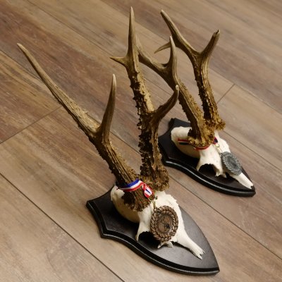 Deer antlers, 3 pieces, roe deer bucks, deer buck antlers, carved trophy signs 22.1320