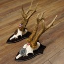 Bois de chevreuil, 3 pièces, chevreuils...