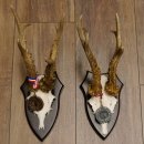 Deer antlers, 3 pieces, roe deer bucks, deer buck antlers, carved trophy signs 22.1320