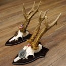 Deer antlers, 3 pieces, roe deer bucks, deer buck antlers, carved trophy signs 22.1320