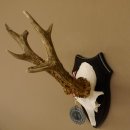 Deer antlers, 3 pieces, roe deer bucks, deer buck antlers, carved trophy signs 22.1320