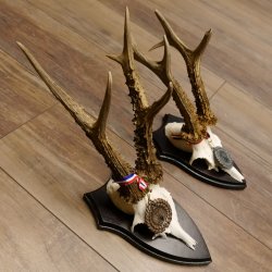 Deer antlers, 3 pieces, roe deer bucks, deer buck antlers, carved trophy signs 22.1320