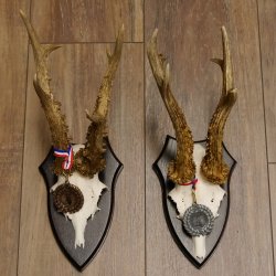 Deer antlers, 3 pieces, roe deer bucks, deer buck antlers, carved trophy signs 22.1320